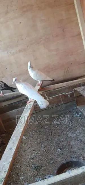 Pigeons