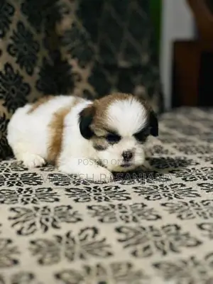 Shih Tzu Puppy