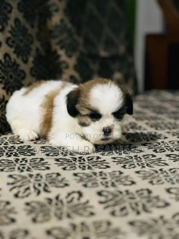 Shih Tzu Puppy