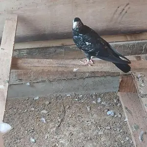 Pigeons
