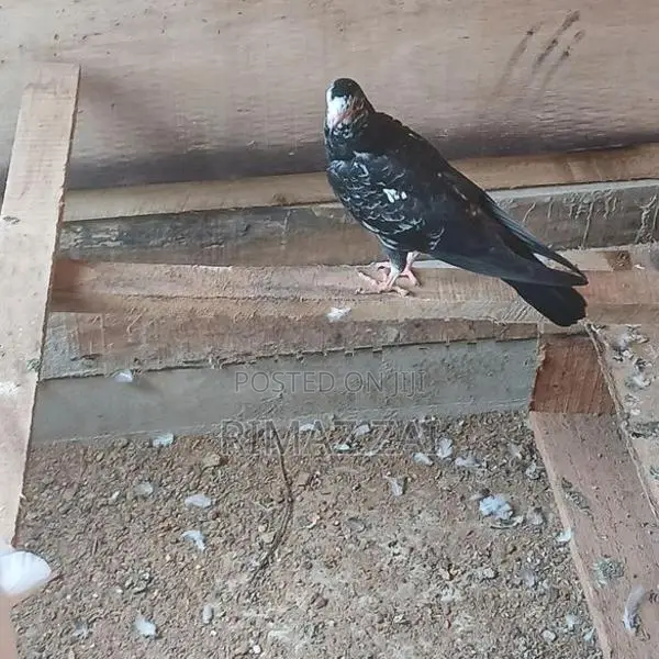 Pigeons
