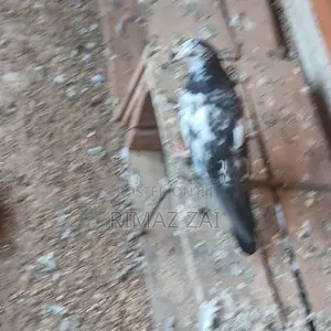 Pigeons