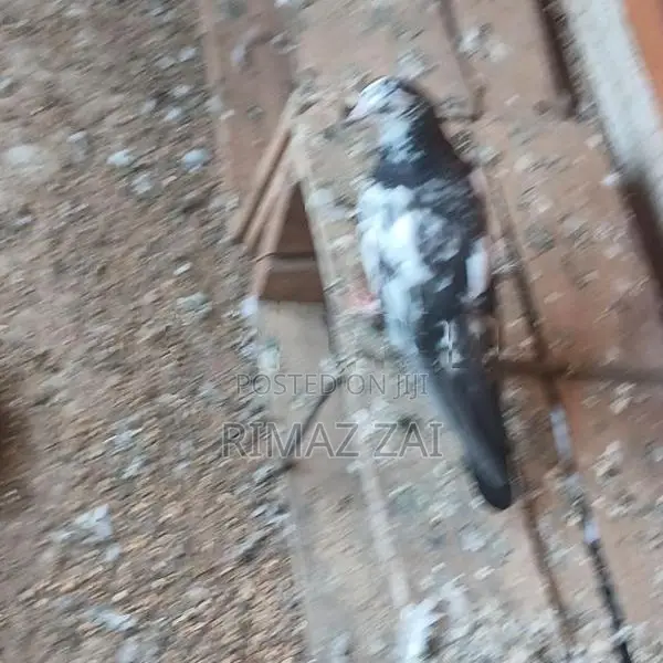 Pigeons
