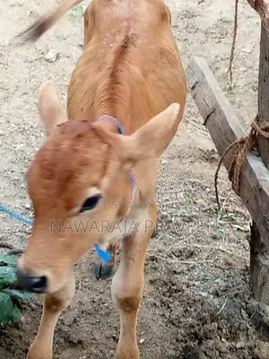 කිරි දෙන එළදෙනක් සහ පිරිමි වස්සා වි