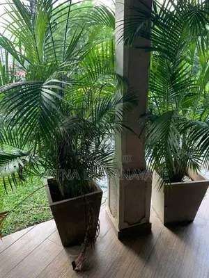 Cane Palm Trees - Height 6ft
