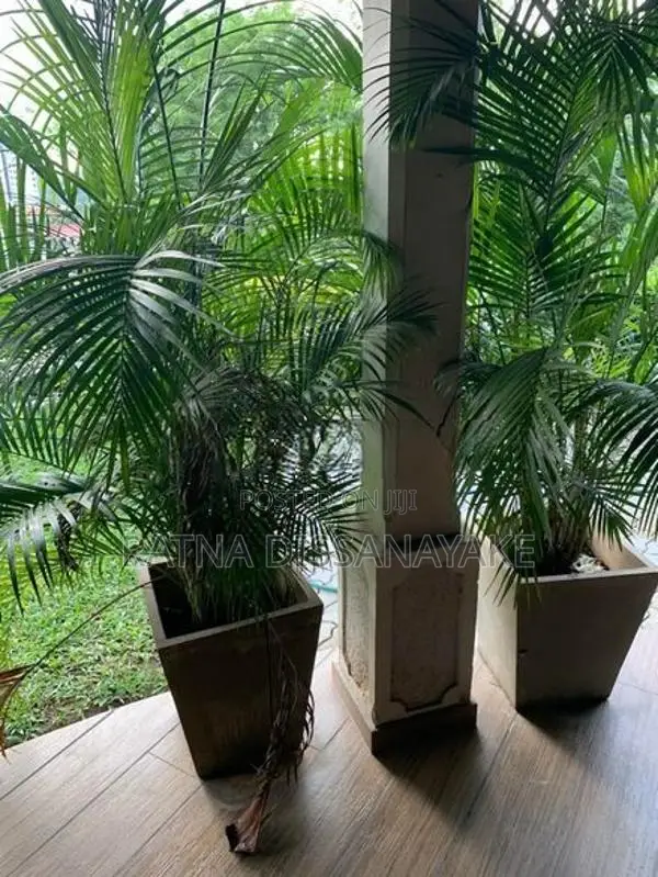 Cane Palm Trees - Height 6ft