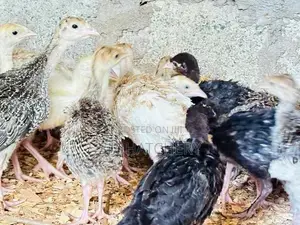 Turkey Chicks