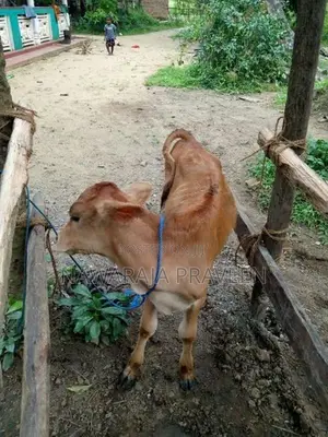 කිරි දෙන එළදෙනක් සහ පිරිමි වස්සා වි