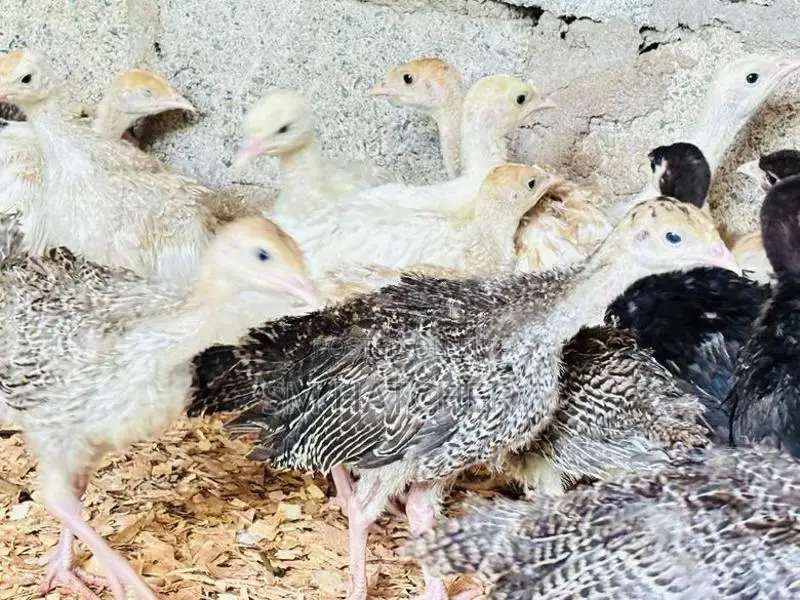 Turkey Chicks