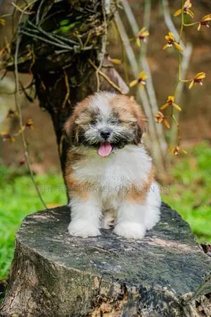 Shih Tzu Puppies