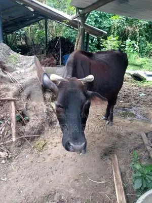 කිරි දෙන එළදෙනක් සහ පිරිමි වස්සා වි