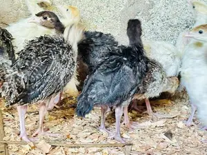 Turkey Chicks