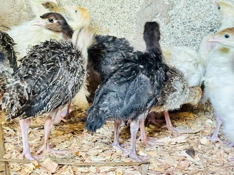 Turkey Chicks