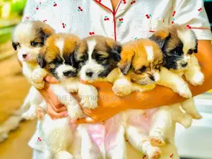 Shih Tzu Puppies