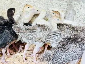 Turkey Chicks