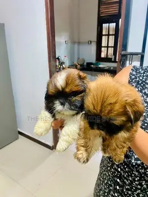 Shih Tzu Puppies