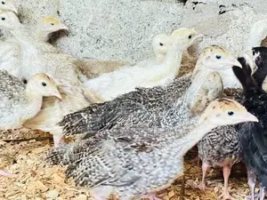 Turkey Chicks