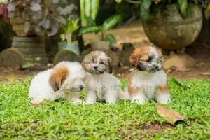 Shih Tzu Puppies