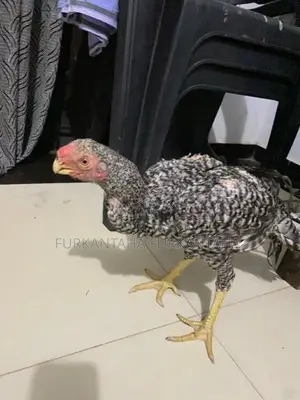 Parrot Beak Rooster