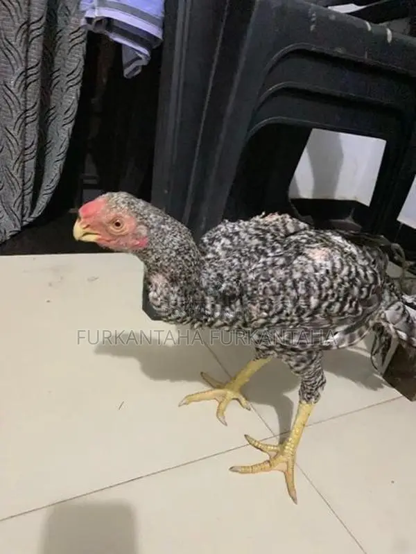 Parrot Beak Rooster