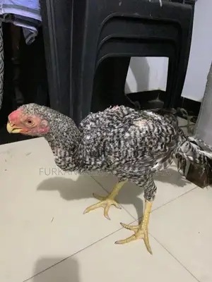 Parrot Beak Rooster