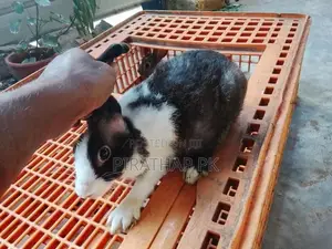 Rabbit