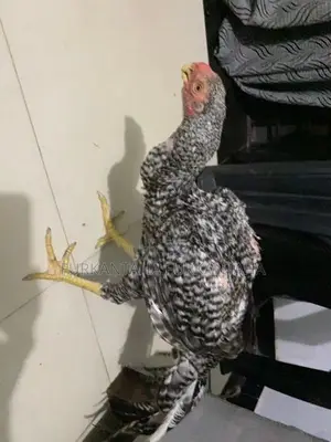 Parrot Beak Rooster
