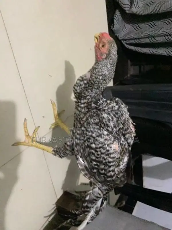 Parrot Beak Rooster