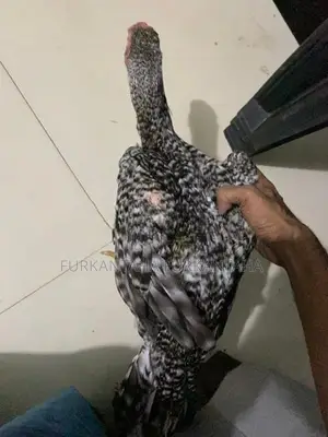 Parrot Beak Rooster