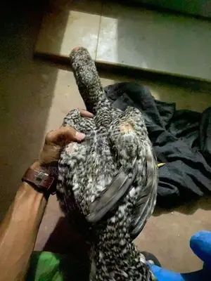 Parrot Beak Rooster