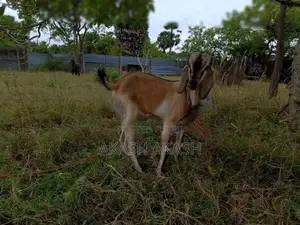 Goats