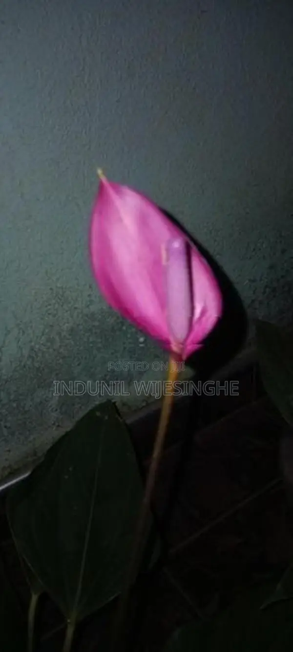 ඇන්තුරියමි පැල