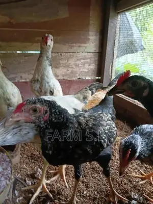 ගම් කුකුල්ලු