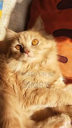 Persian Cat