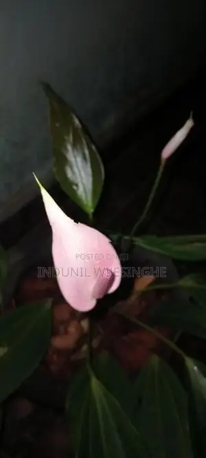 ඇන්තුරියමි පැල