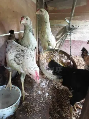 ගම් කුකුල්ලු