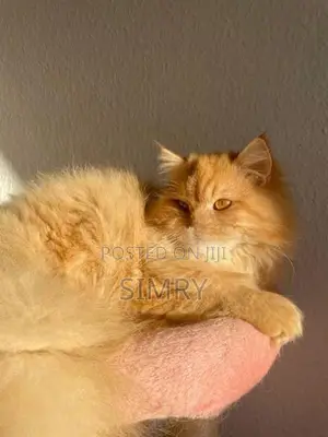 Persian Cat