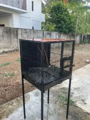 Birds Cage