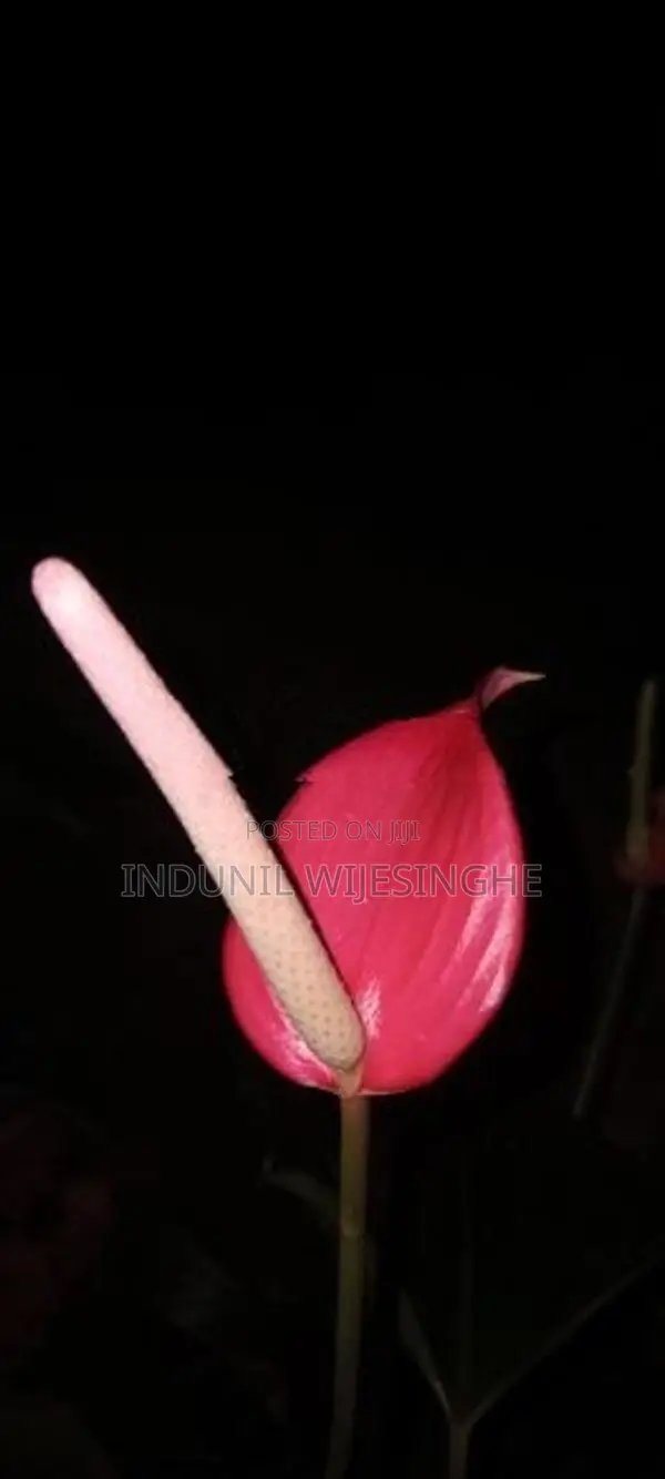 ඇන්තුරියමි පැල
