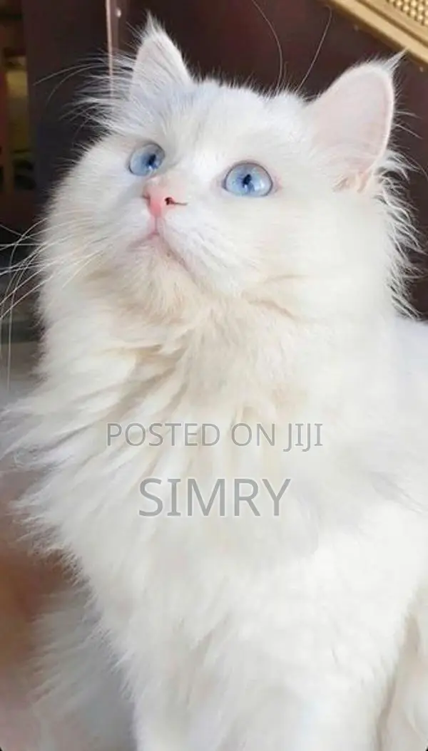 Persian Cat