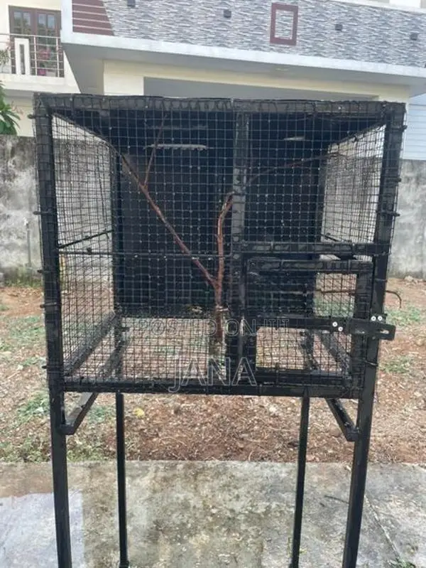 Birds Cage