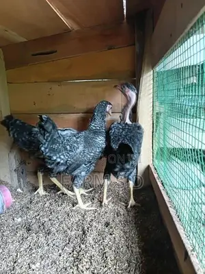 ගම් කුකුල්ලු