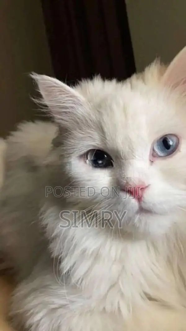 Persian Cat
