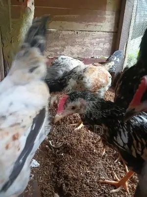 ගම් කුකුල්ලු