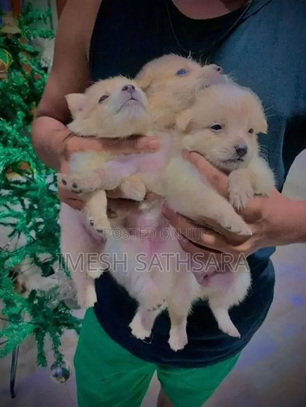 Pomeranian Puppies