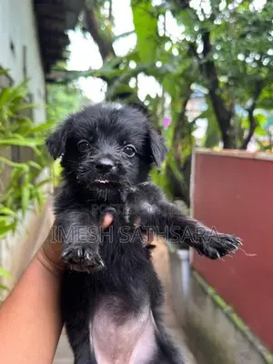 Pomeranian Puppies