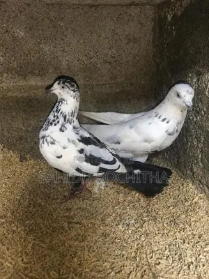 pigeon