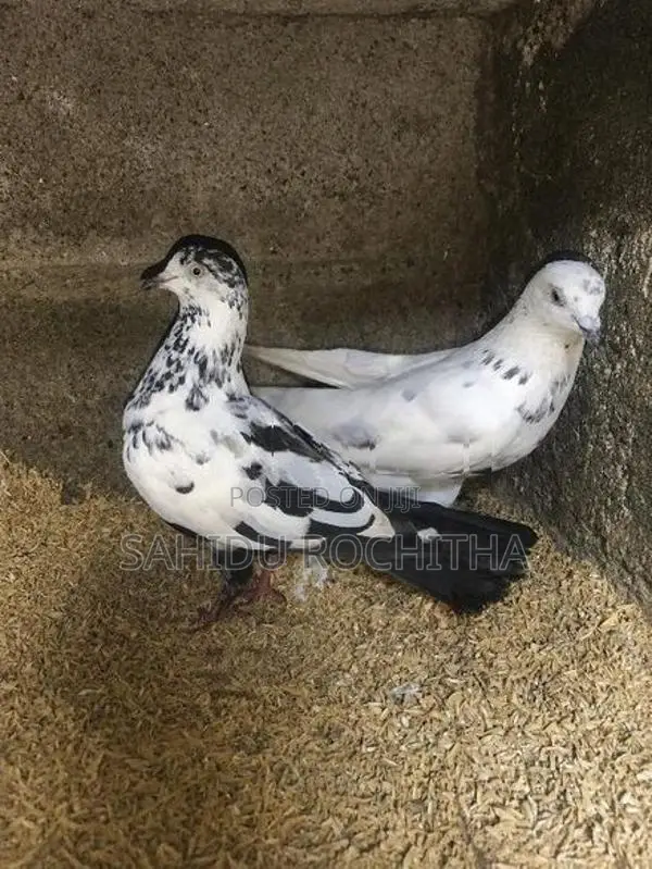 pigeon