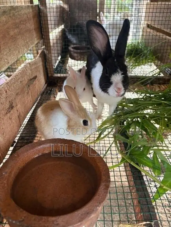 Rabbits