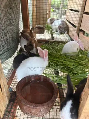 Rabbits